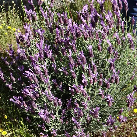 Casa Cristina Miranda del Castañar