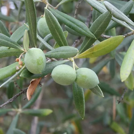 Σπίτι διακοπών Casa Cristina *