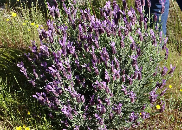 Casa Cristina Miranda del Castañar