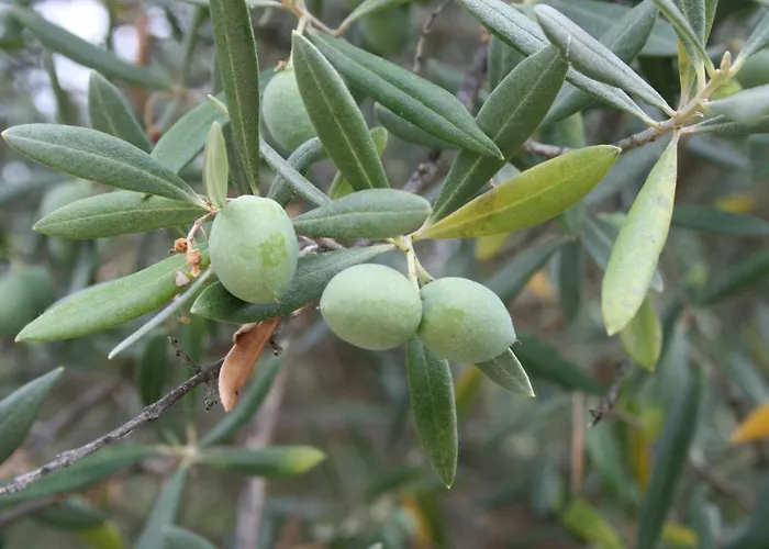 Casa de Férias Casa Cristina *